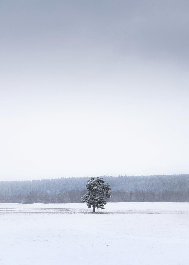 Lonely tree during snow blizzard, minimalistic version Photograph by Peter Kolejak