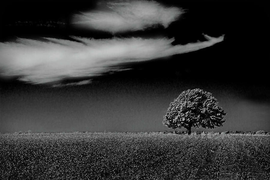 Lonely Tree in a Cotton Field Photograph by Michael Ciskowski