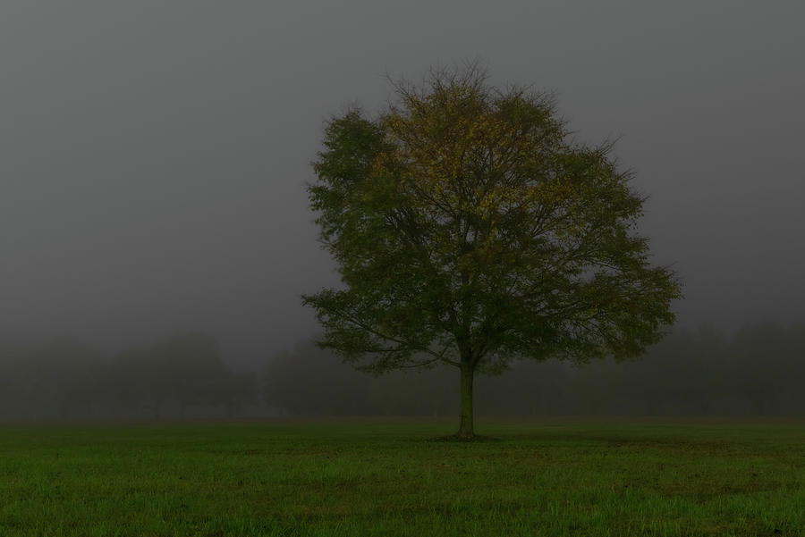 Lonely Tree In A Field Foggy Night Photograph