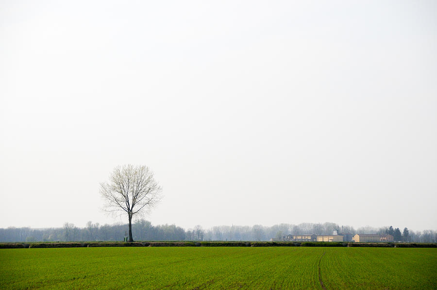 Lonely tree in a field in the Italian countryside Photograph by Sergio Amiti