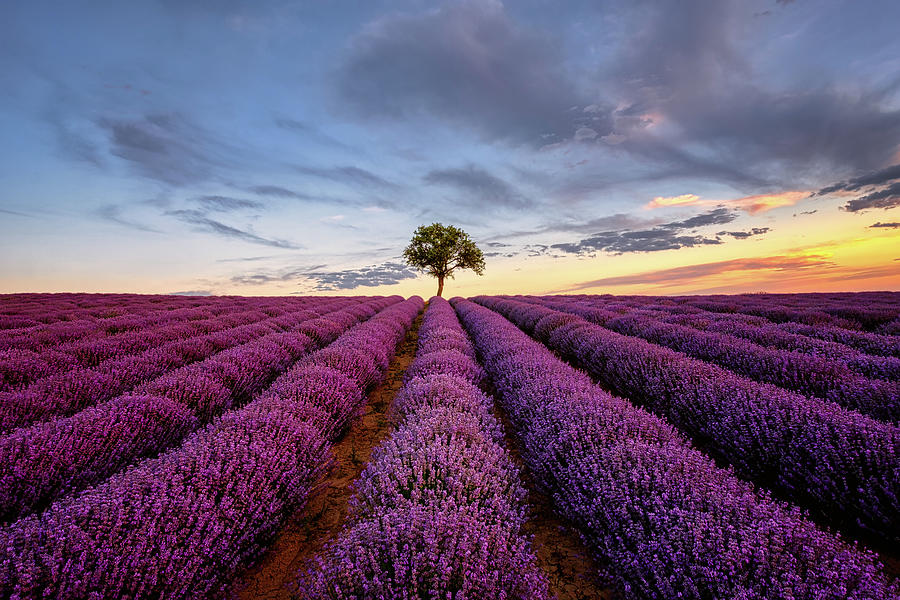 Lonely Tree in a Lavender Field at Sunset Photograph by Alexios Ntounas
