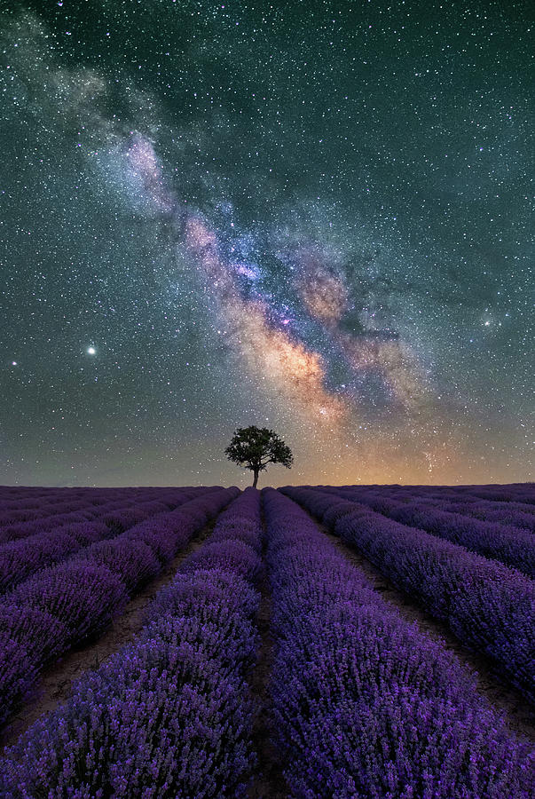 Lonely Tree in a Lavender Field under the Milky Way Photograph by Alexios Ntounas