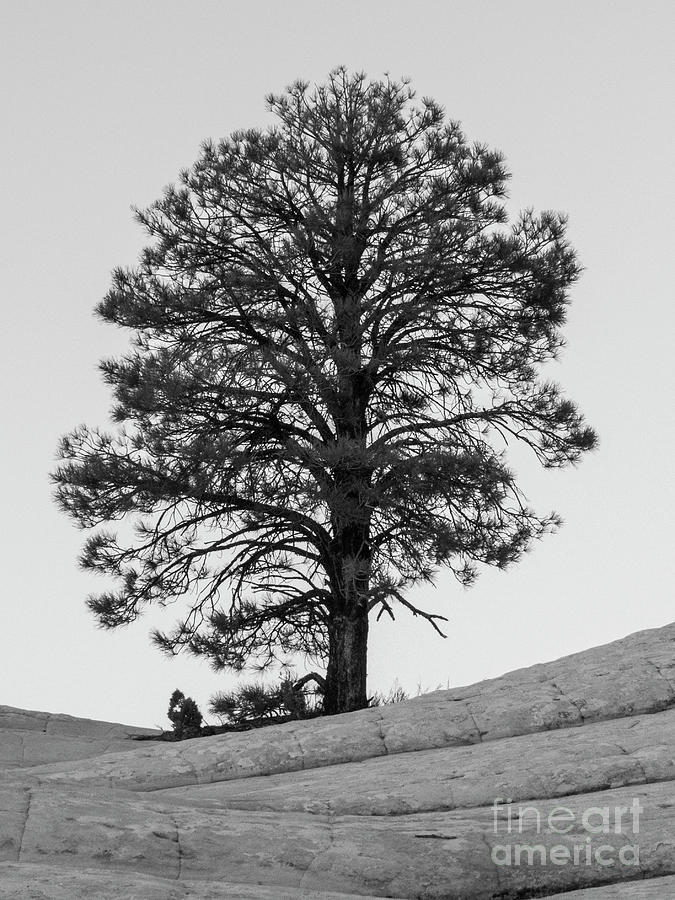 Lonely Tree in Black and White Photograph by Kathy McClure