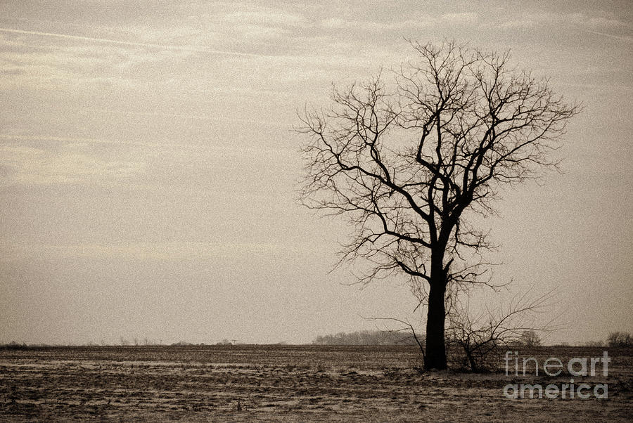 Lonely Tree in Black and White Rural Landscape Photograph Photograph by PIPA Fine Art - Simply Solid