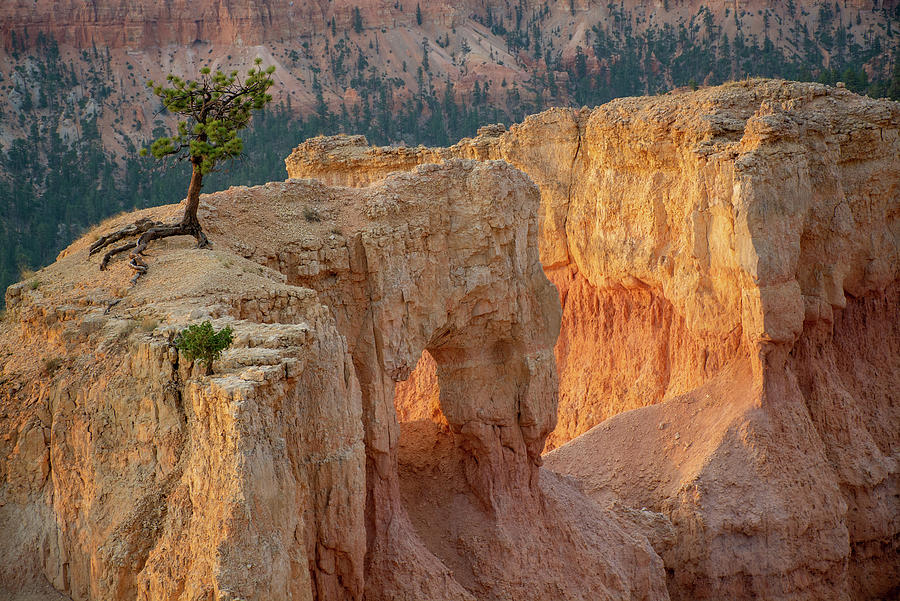 Lonely Tree in Bryce Canyon National Park Photograph by Bruce Gourley