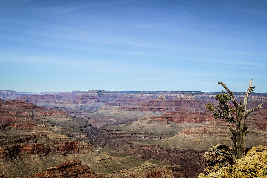 lonely tree in Grand Canyon Photograph by Alberto Zanoni