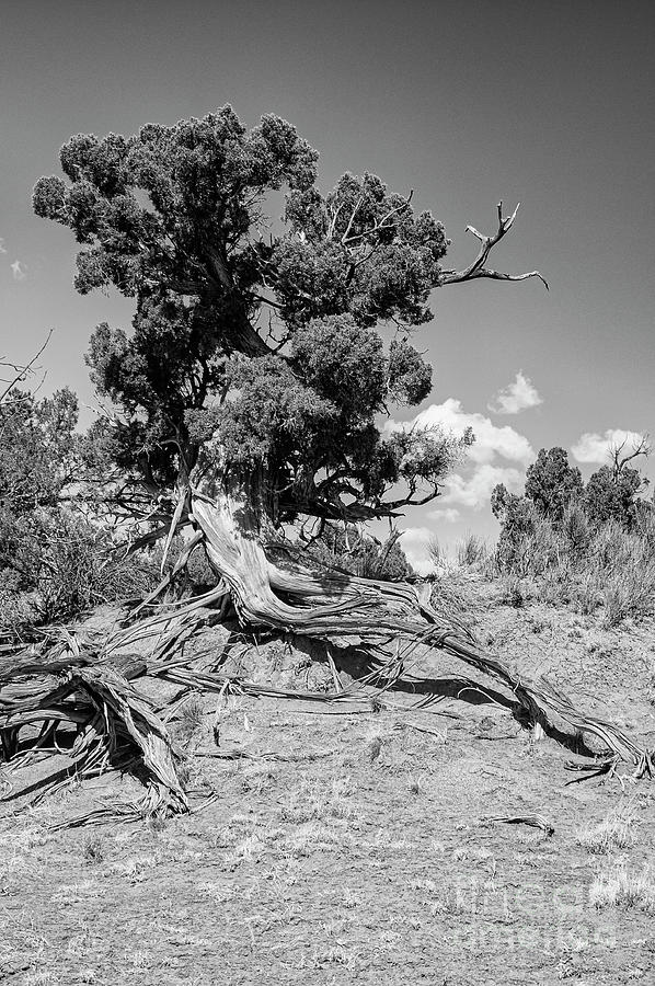 Lonely Tree in Kodachrome Basin 2 Photograph by Bob Phillips