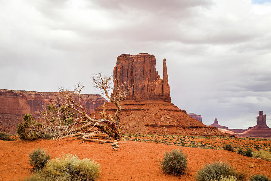 Lonely Tree In Monument Valley Photograph by Alberto Zanoni