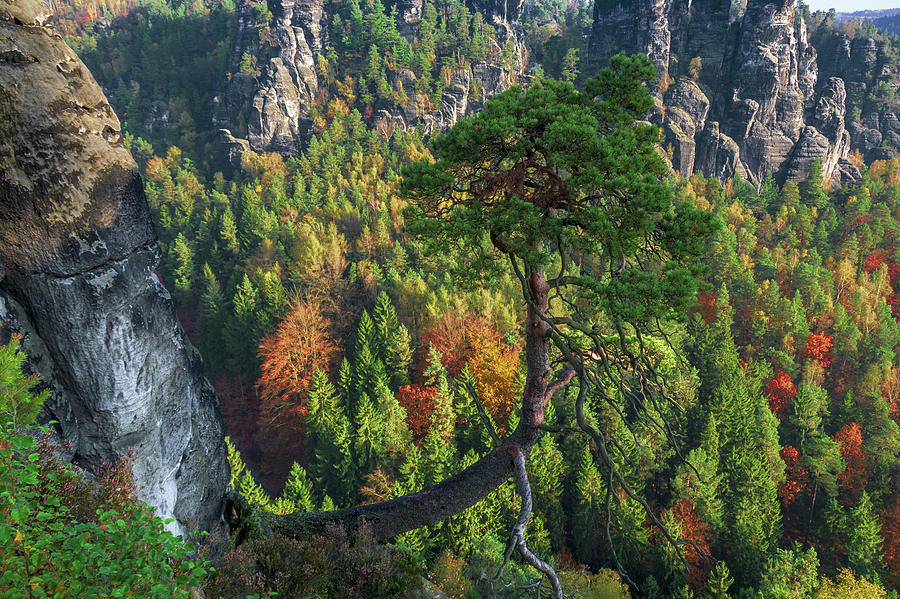 Lonely tree in the Elbe Sandstone Mountains Photograph by Sun Travels