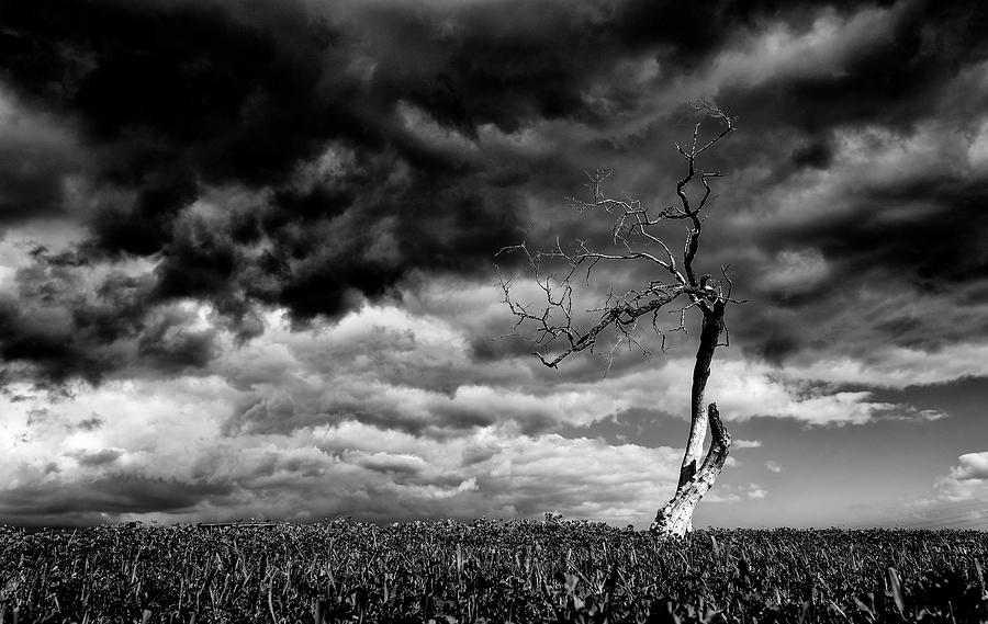 Lonely tree in the field. Stormy sky Photograph by Michalakis Ppalis