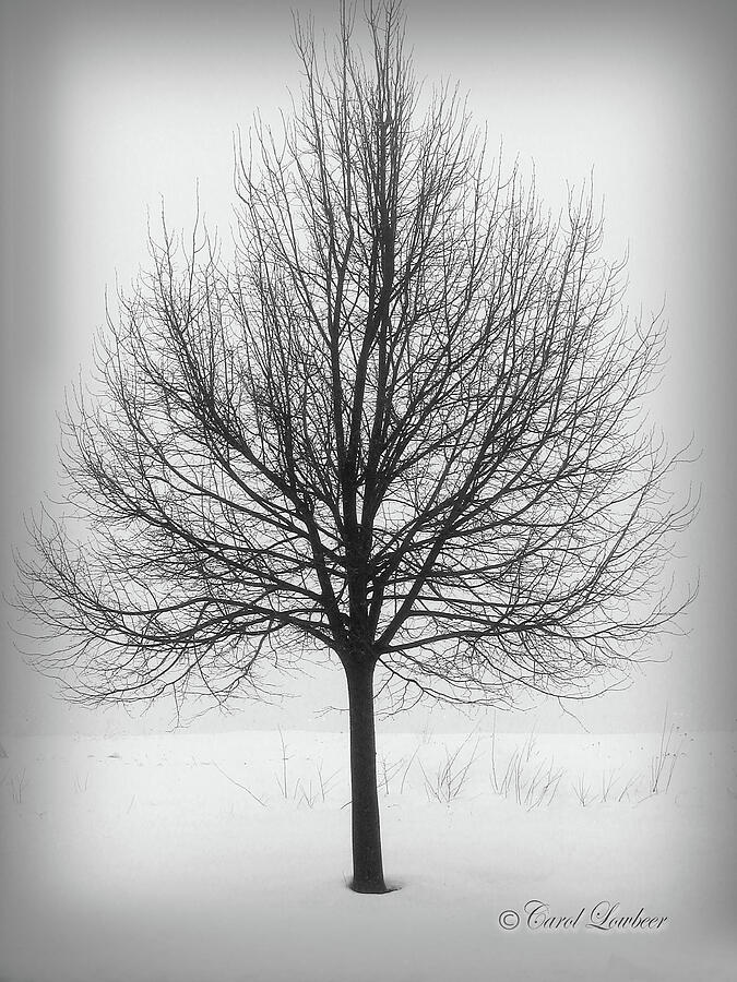 Black And White Photograph - Lonely Tree In The Fog by Carol Lowbeer