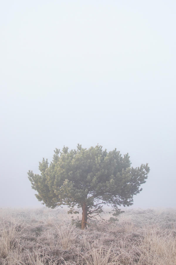 Lonely tree in the fog Photograph by Patrick Van Os