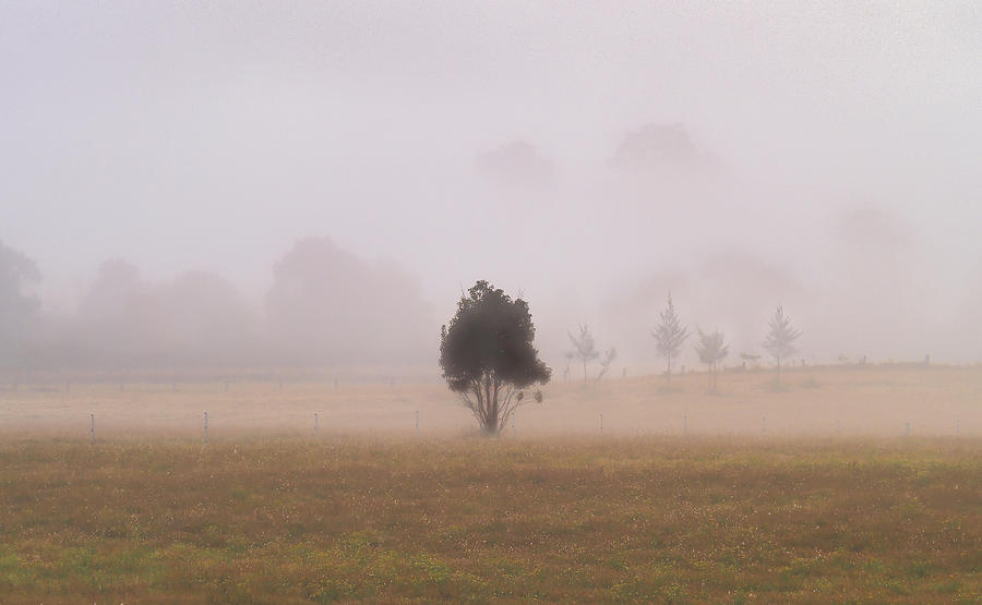 Tree Photograph - Lonely Tree in the Fog by Peter Cole