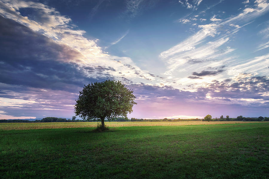 Lonely tree in the middle of green field Photograph by Dejan Travica Lonely tree in the middle of green field Photograph by Dejan Travica