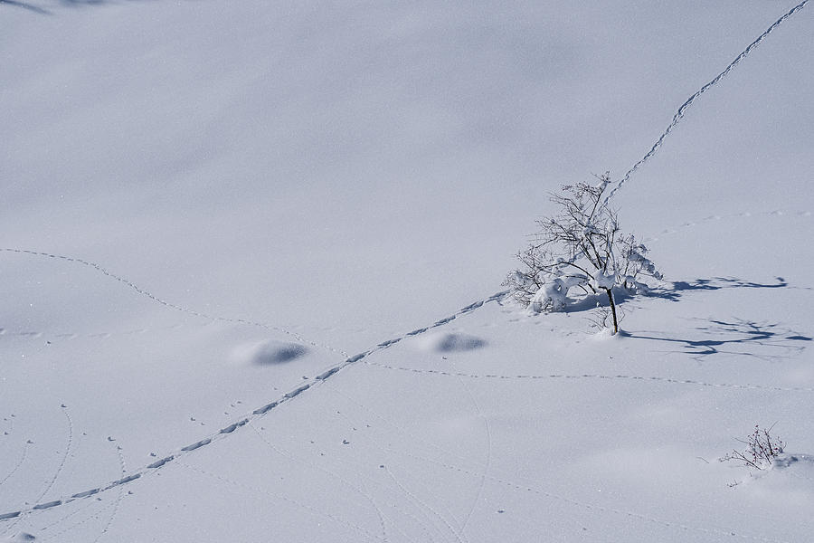 Lonely Tree In The Snow Photograph by Alberto Zanoni