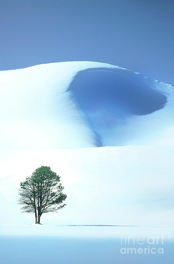 Lonely Tree in Winter Yellowstone National Park Photograph by Dave Welling