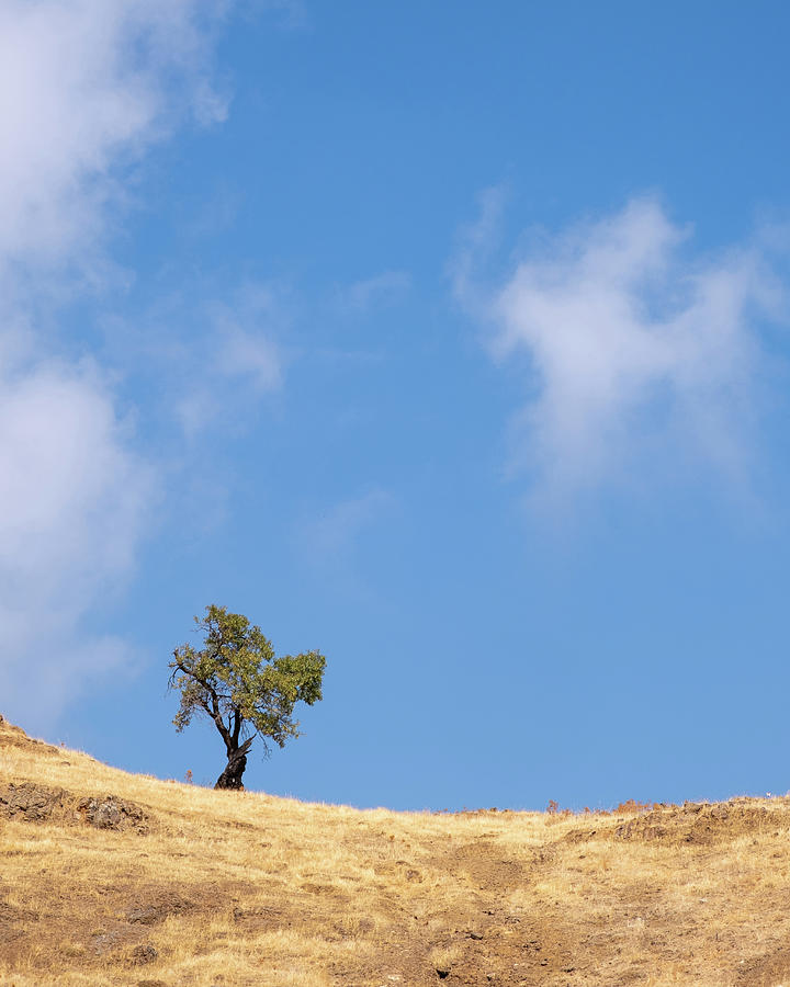Lonely tree on a dry field against blue sky Photograph by Michalakis Ppalis