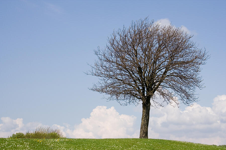 Lonely tree on a hill Photograph by Pejft