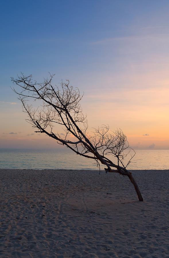 Lonely Tree on Beach Photo 196 Photograph by Lucie Dumas