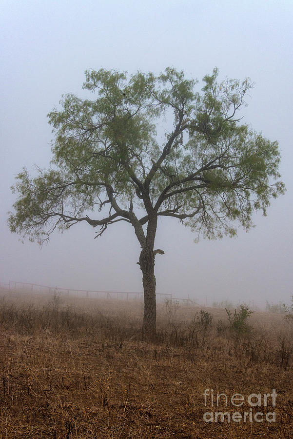 Lonely Tree on Del Mar Ranch Photograph by Bob Phillips