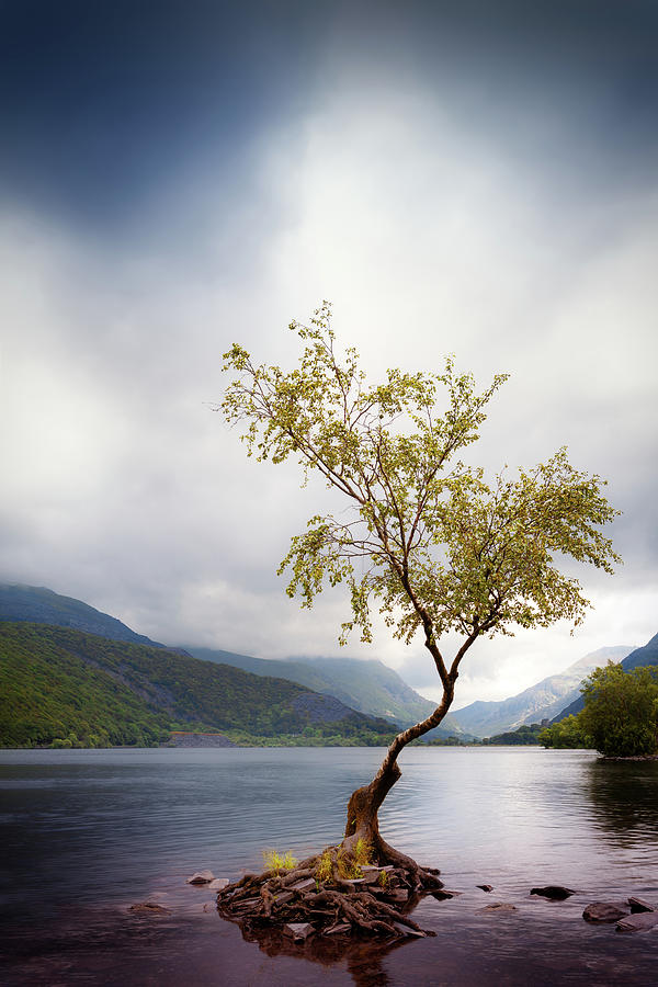 Portrait of a lonely tree Photograph by Victoria Ashman