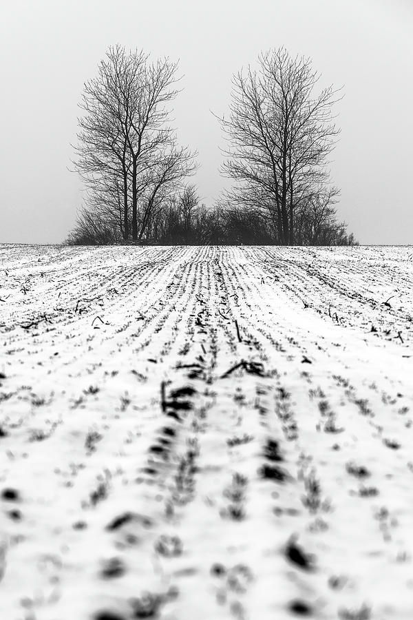 Lonely trees Photograph by Mike Santis