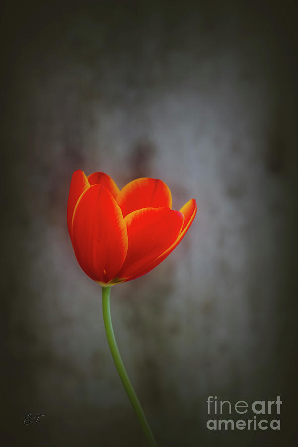 Lonely Tulip Photograph by Elaine Teague