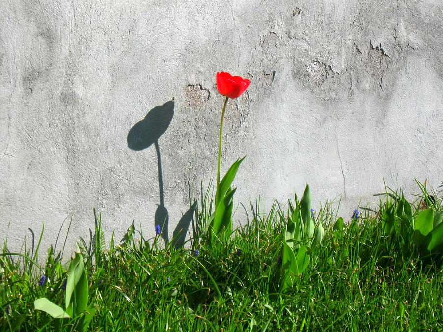 Lonely tulip Photograph by Pauli Hyvonen