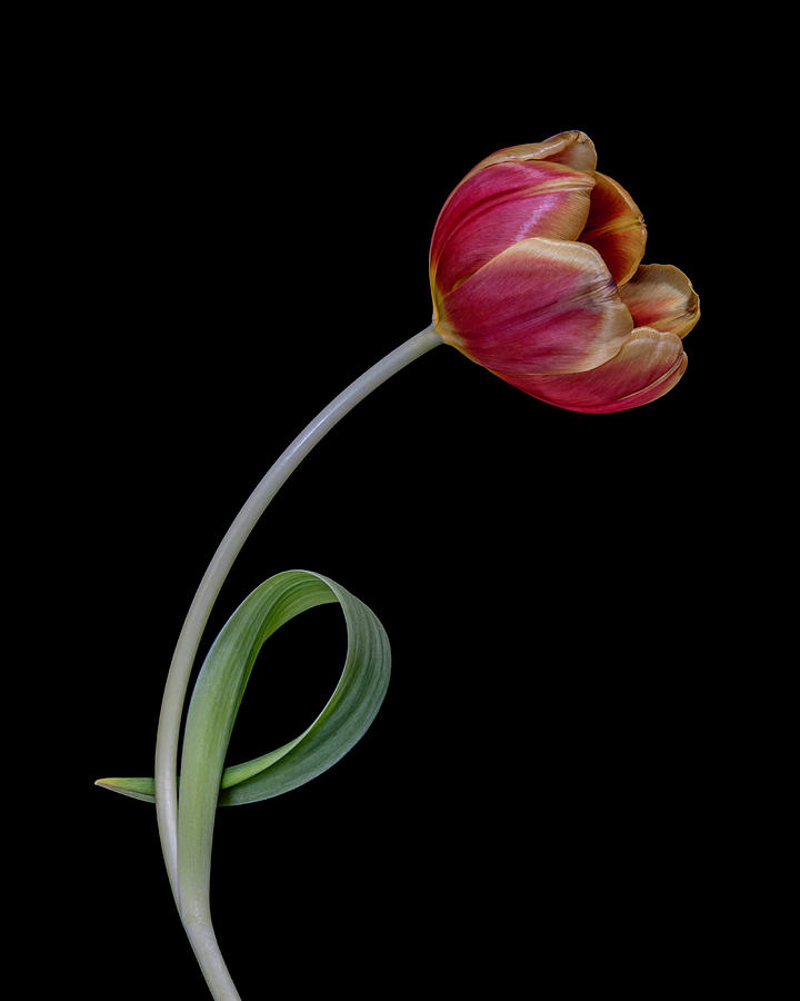 Lonely Tulip Photograph by Sandi Kroll