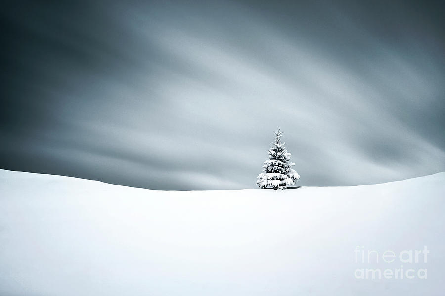 Lonely Winter Photograph by Evelina Kremsdorf