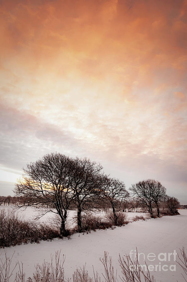 Обои a lonely winter