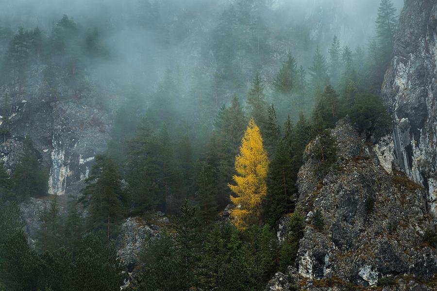 Tree Photograph - Lonely yellow tree in foggy forest by Toma Bonciu