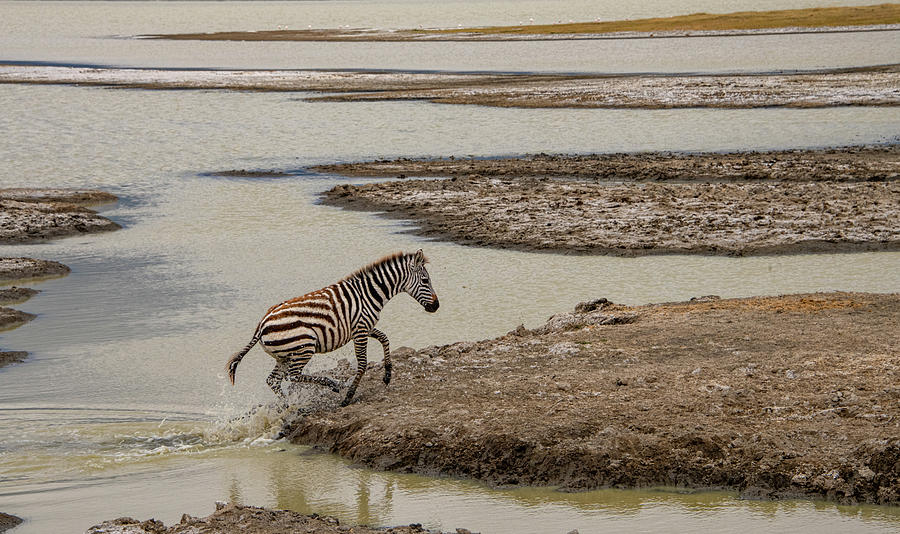 Lonely Zebra, Ngorongoro Crater Photograph by Marcy Wielfaert