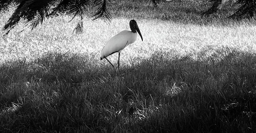Loner Photograph by Luz Resto Loner Photograph by Luz Resto