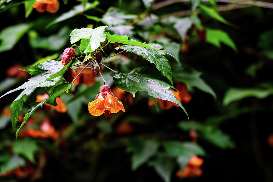 Lonesome Bloom Photograph by Matthew Laureta - Fine Art America