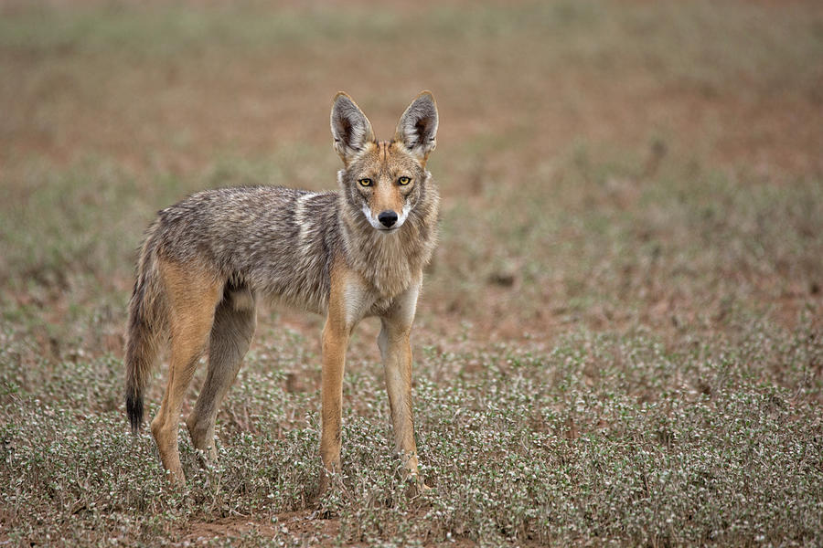 Lonesome Coyote Photograph by Sue Cullumber