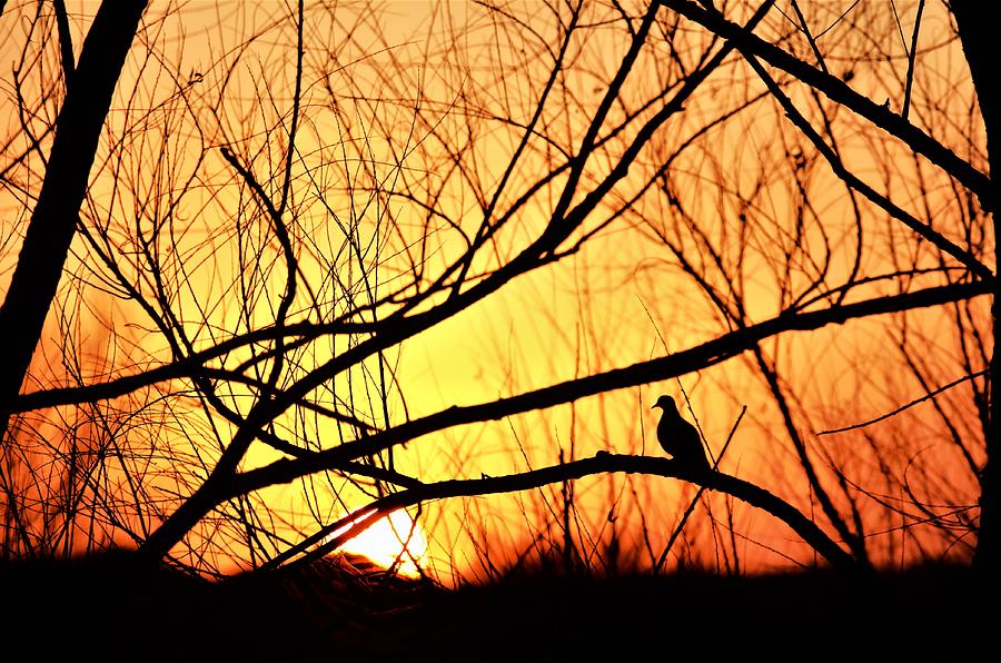 Lonesome Dove Sunset Photograph by John Glass
