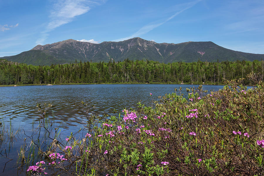 Lonesome Lake Spring Flowers Photograph by White Mountain Images
