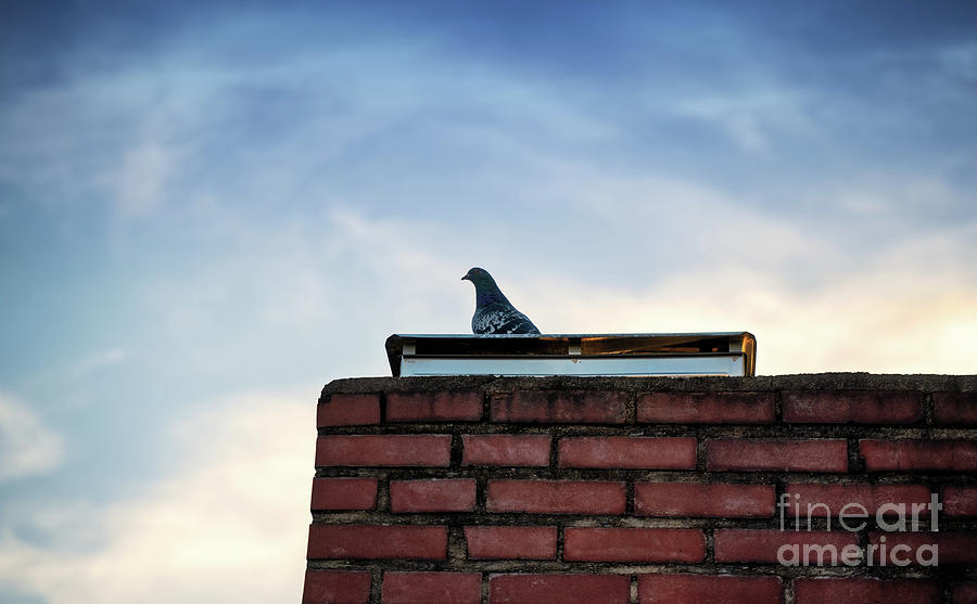 Lonesome pigeon standing on a brick chimney Photograph by Mendelex Photography