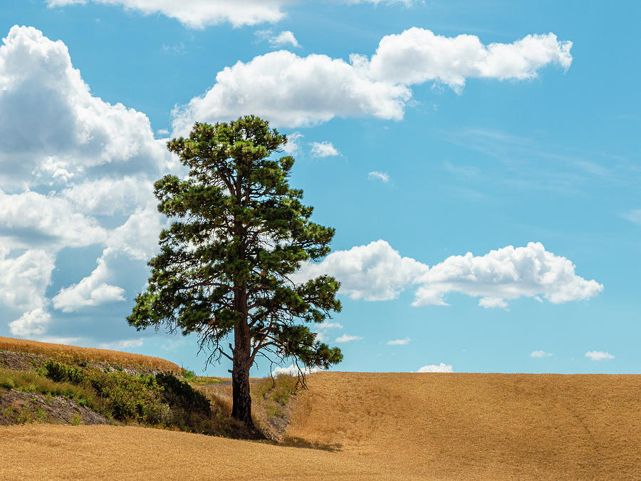 Lonesome Pine Photograph by Claude Dalley