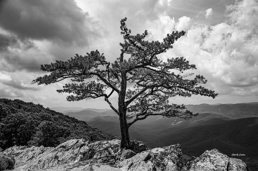 Tree Photograph - Lonesome Pine by Dale R Carlson