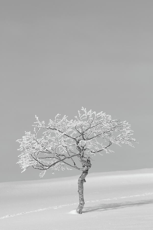 Lonesome Trail Photograph by Alexandra Scotcher - Fine Art America