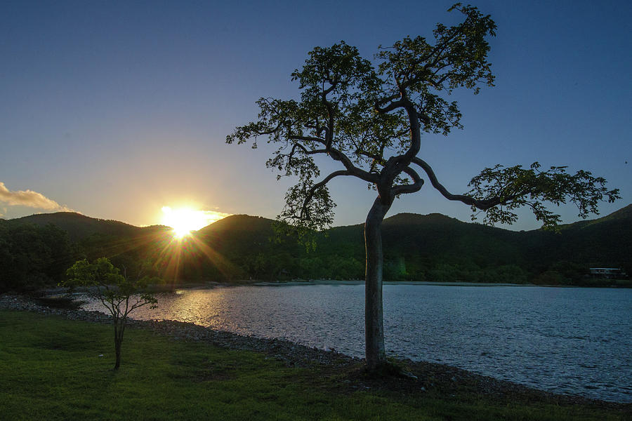 Lonesome Tree at Sunrise Photograph by Matthew DeGrushe