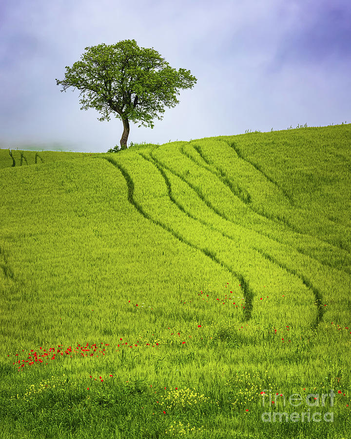 Lonesome tree in Tuscany Photograph by Henk Meijer Photography - Fine ...