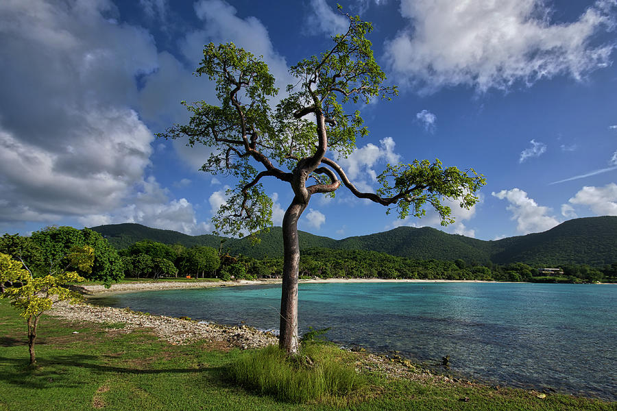Lonesome Tree on the Shoreline Photograph by Matthew DeGrushe