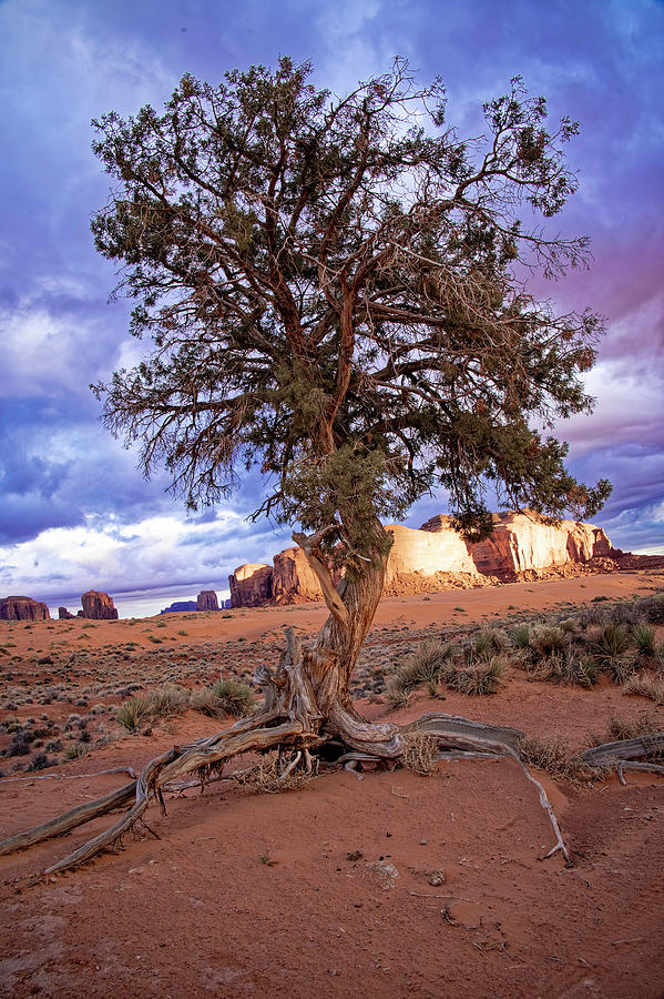 Lonesome Tree Photograph by Pamela Steege