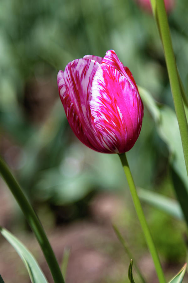 Lonesome Tulip Photograph by Aashish Vaidya
