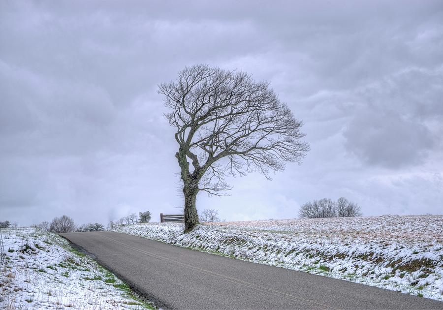 Lonesome Windswept Tree on Winter Day Photograph by Douglas Barnett