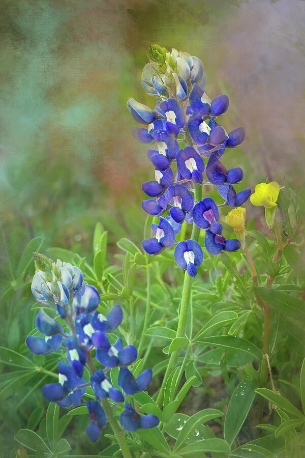 Lonestar Bluebonnet Twins by Harriet Feagin Lonestar Bluebonnet Twins by Harriet Feagin