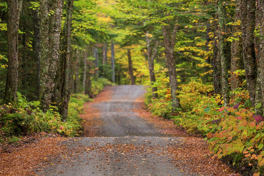 Long Autumn Road Photograph by White Mountain Images